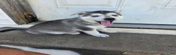 Gerberian Shepsky dogs for sale: Gerberian Shepsky 1 - Ad 1