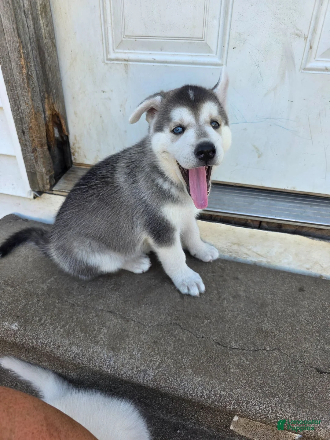 Gerberian Shepsky dogs for sale: Gerberian Shepsky 1 - Ad 1
