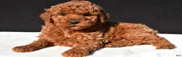 Mini Goldendoodle dogs for sale: Jade - Ad 4