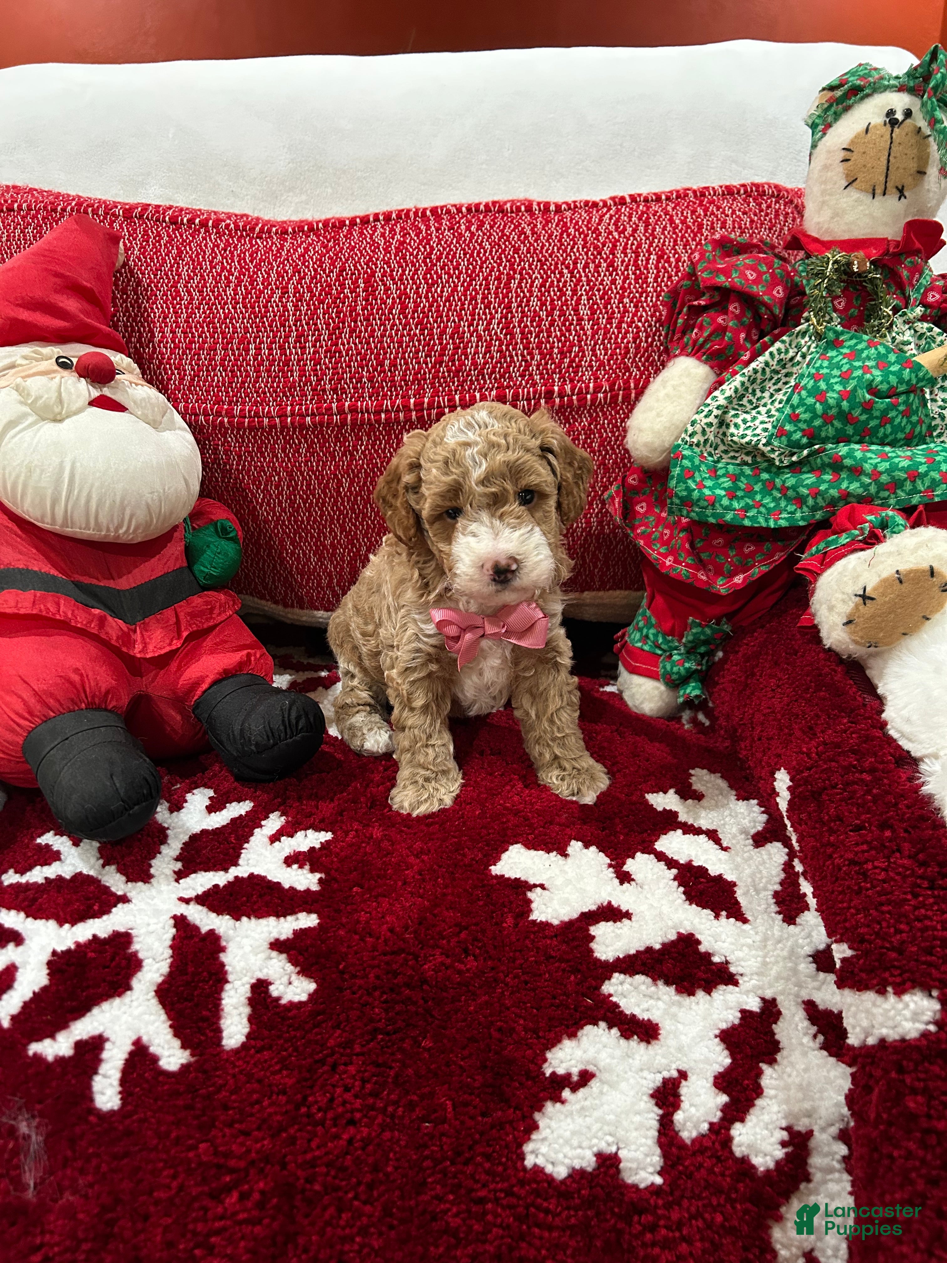 Mini Goldendoodle dogs Petite Mini Goldendoodle Twinkie - Ad 1