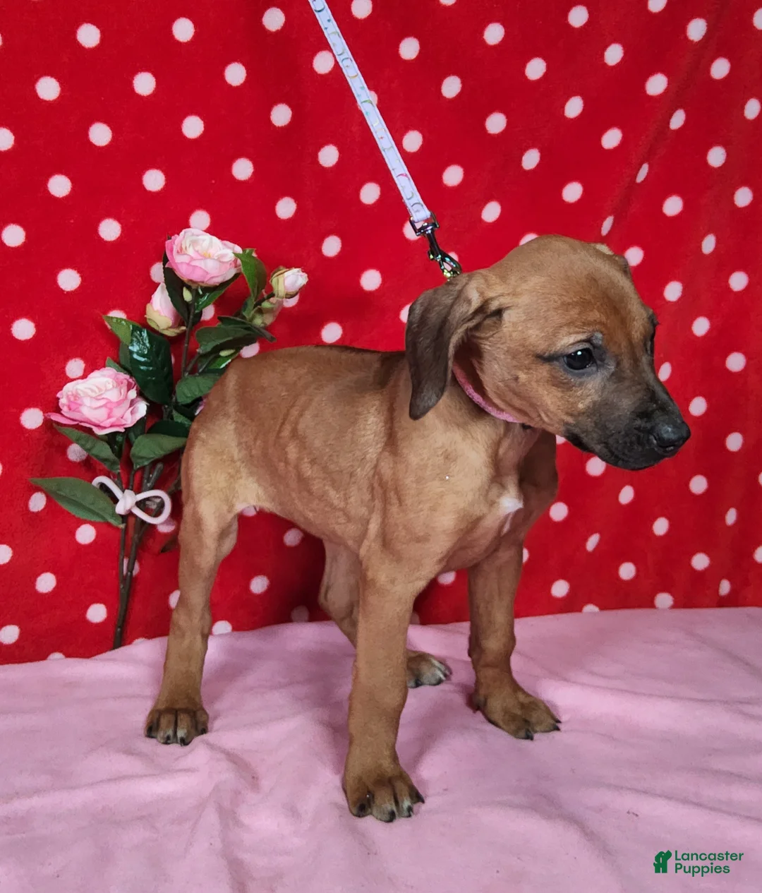 Rhodesian Ridgeback dogs for sale: Gracie - Ad 7