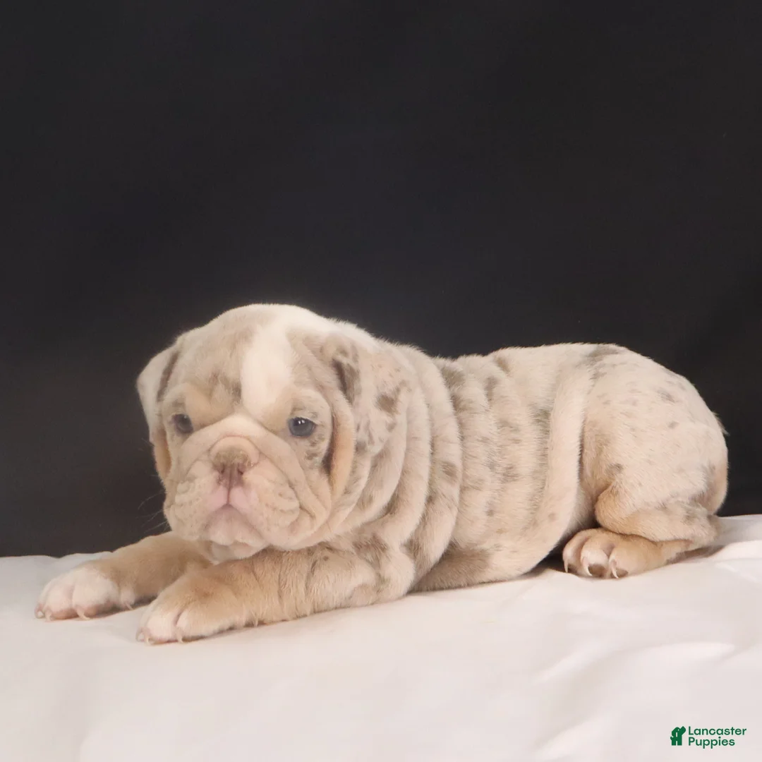 English Bulldog dogs for sale: Tanya - Ad 12