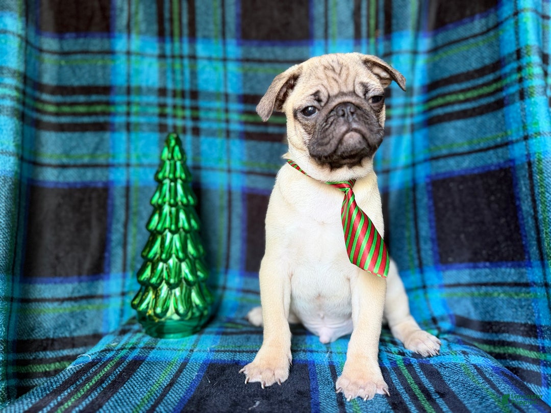 Pug dogs for sale: Nicholas  - Ad 5