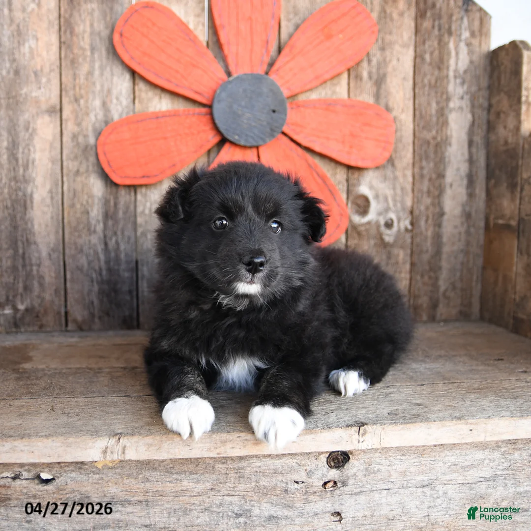 Mixed Breed dogs for sale: Molasses - Ad 3