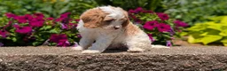 Cavapoo dogs for sale: Russ - Ad 6