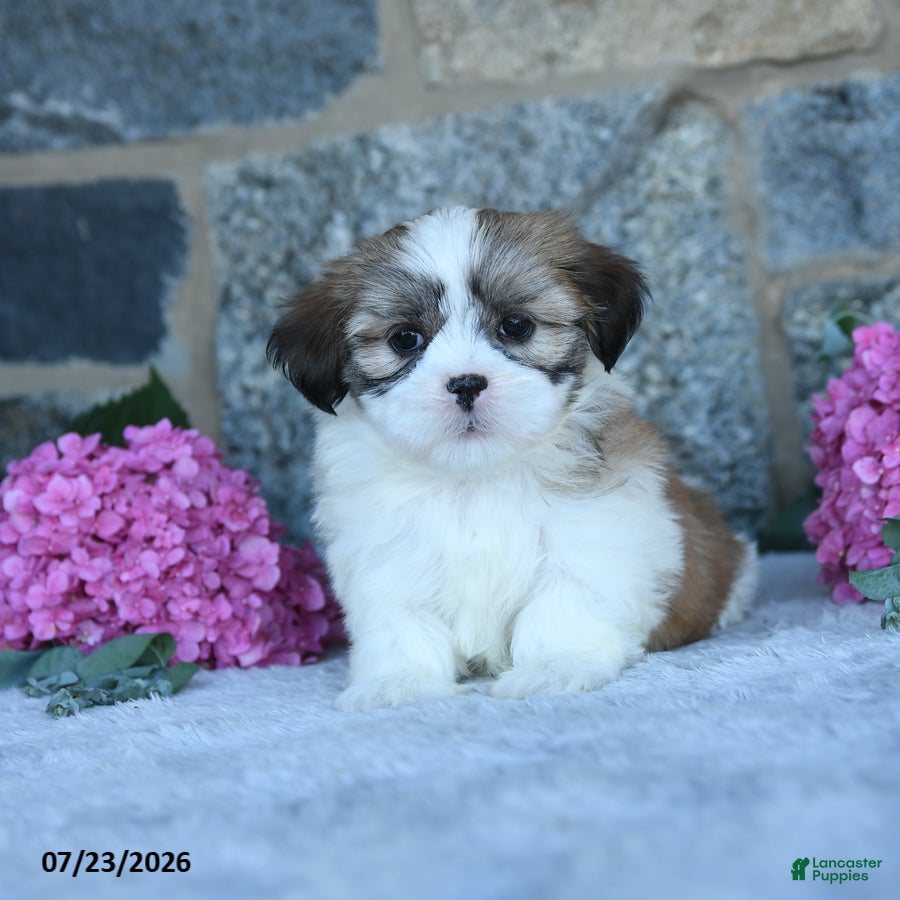 Shih Tzu dogs Butterscotch - Ad 1