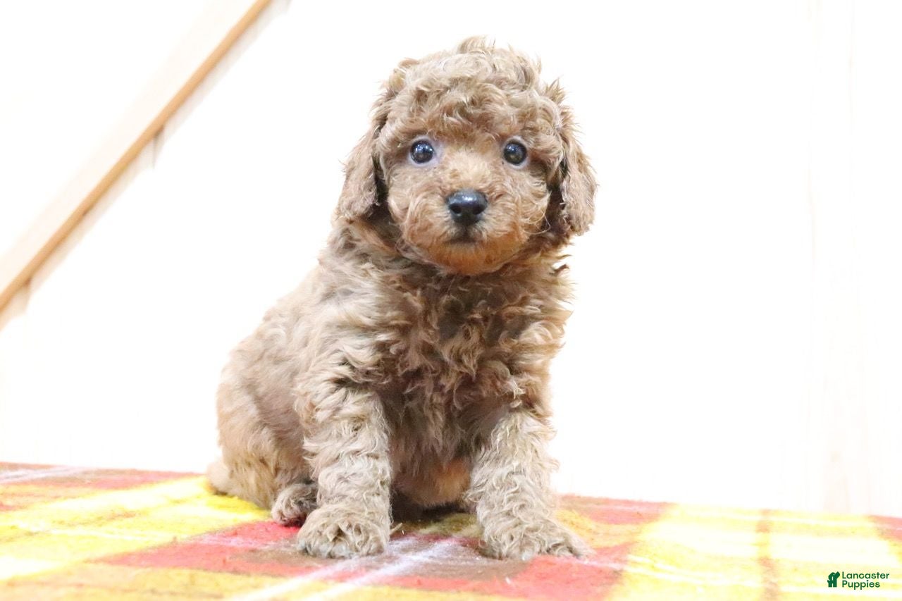 Bichpoo dogs Brett - Ad 33