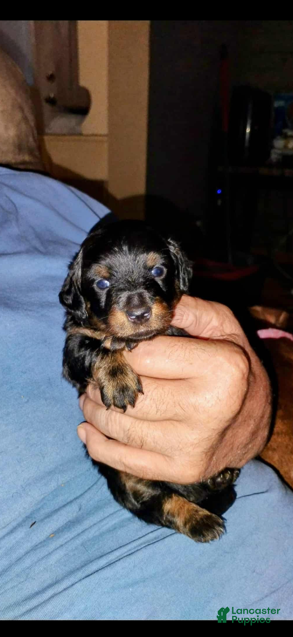 Miniature Dachshund dogs for sale: Miniature Dachshund Puppy 1 - Ad 1