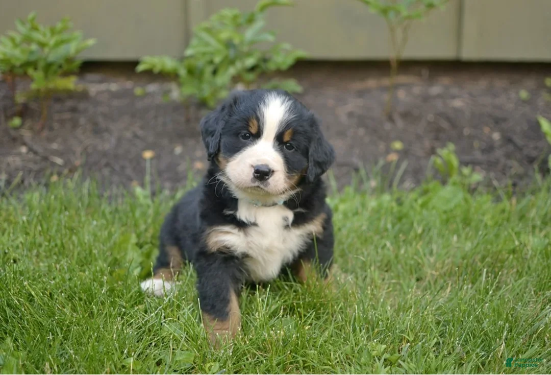 Bernese Mountain Dog dogs for sale: Finn - Ad 1