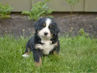 Bernese Mountain Dog dogs for sale: Finn - Ad 3
