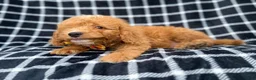 Mini Goldendoodle dogs for sale: Lenny - Ad 5