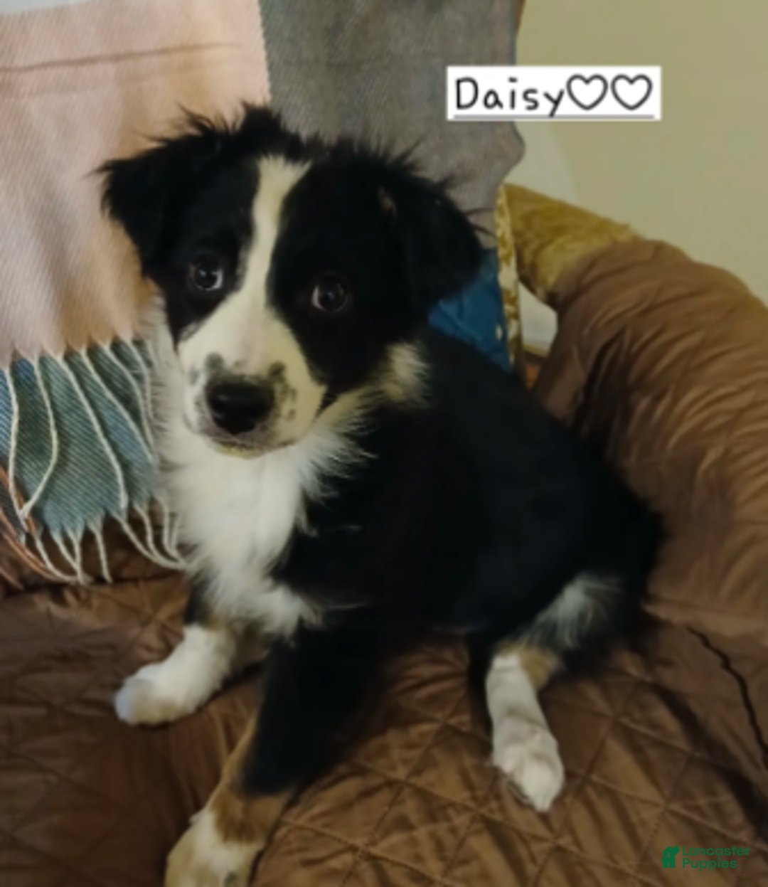 Australian Shepherd dogs for sale: Daisy - Ad 2