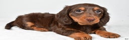 Miniature Dachshund dogs for sale: Anna - Ad 2
