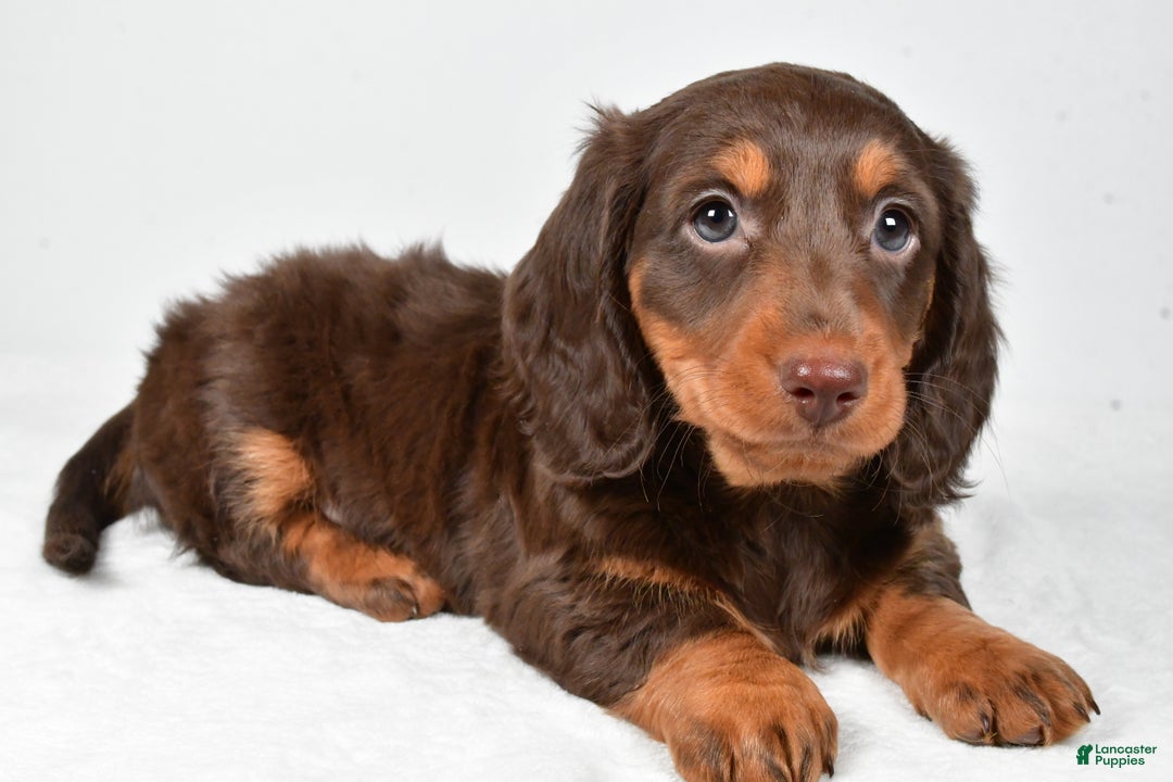 Miniature Dachshund dogs for sale: Anna - Ad 2