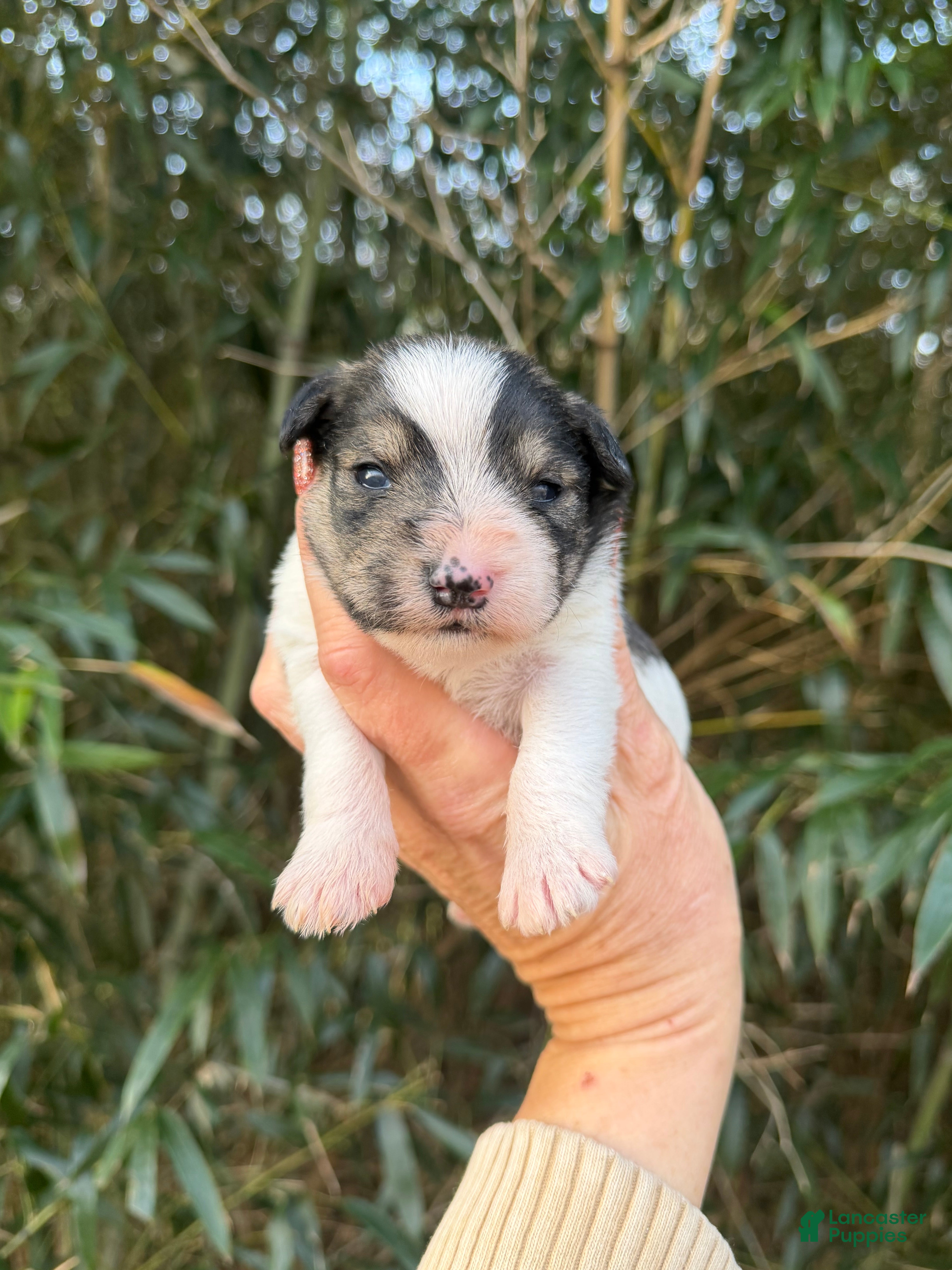 Miniature Schnauzer dogs Miniature Schnauzer Puppy 2 - Ad 21