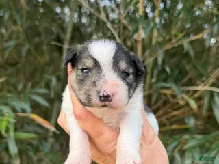 Miniature Schnauzer dogs Miniature Schnauzer Puppy 2 - Ad 11