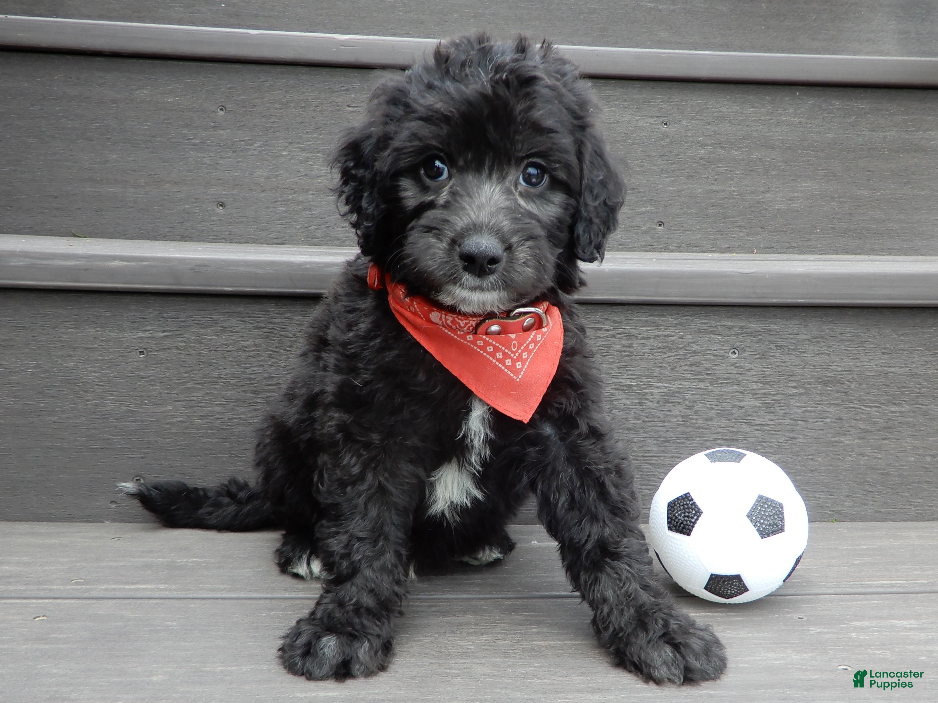 Sheepadoodle dogs Mason-MEDIUM - Ad 1