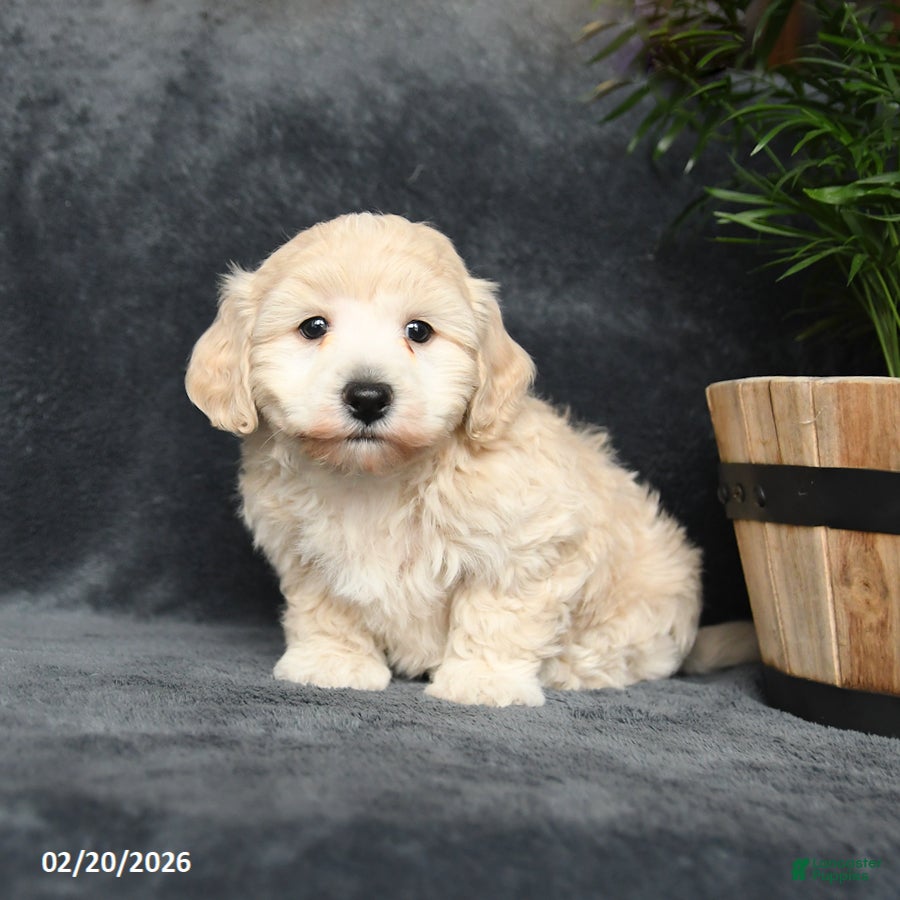 Maltipoo dogs Galen - Ad 2