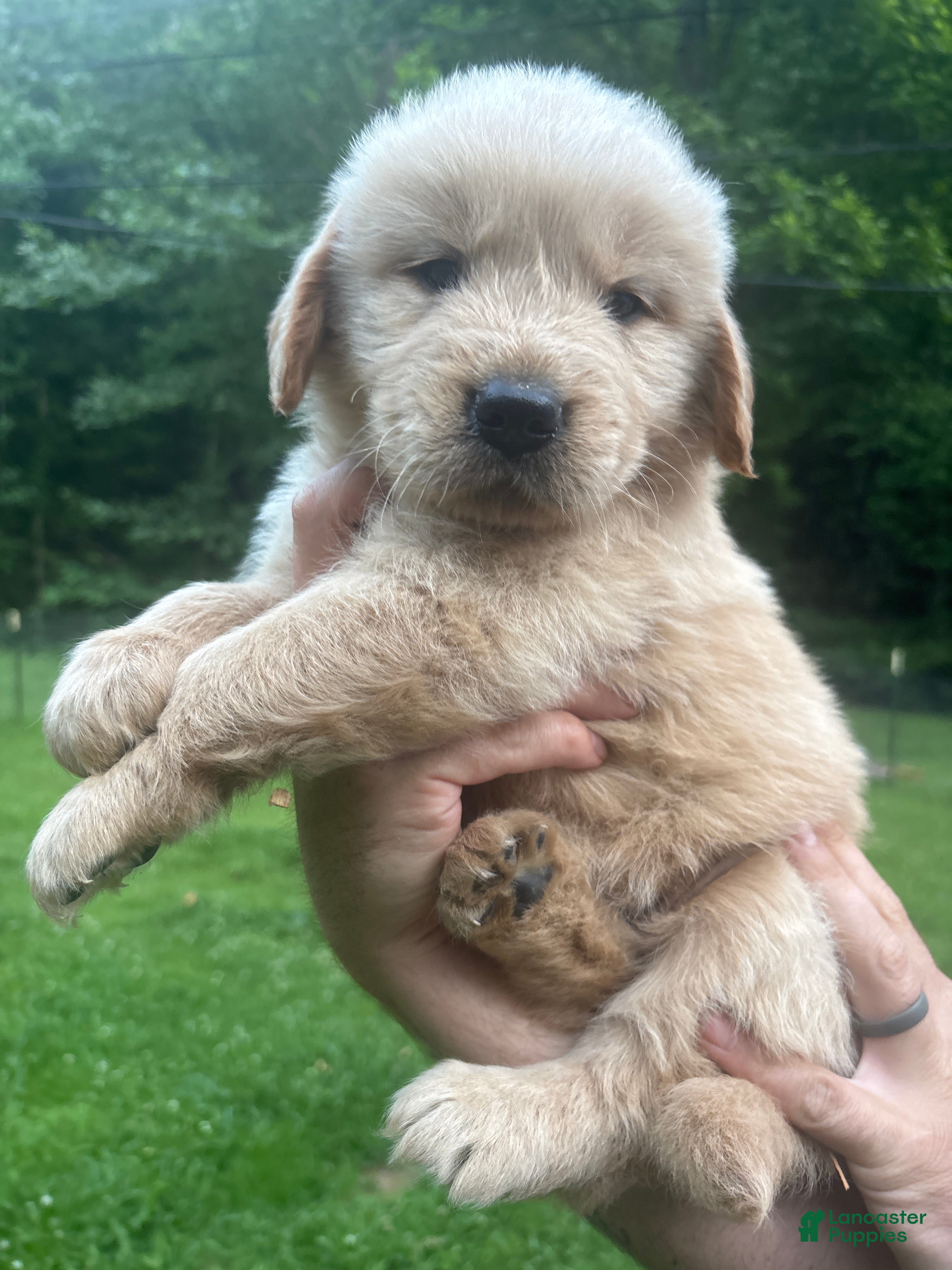 Golden Retriever dogs Golden Retriever Puppy 3 - Ad 35
