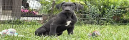 Great Dane dogs for sale: Pam Great Dane  - Ad 6