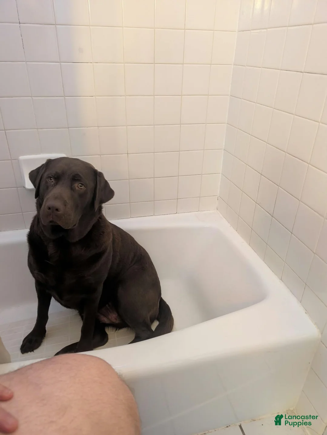 Labrador Retriever dogs for sale: Coal - Ad 3