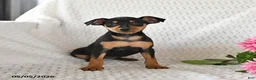 Miniature Pinscher dogs for sale: Tulip - Ad 5
