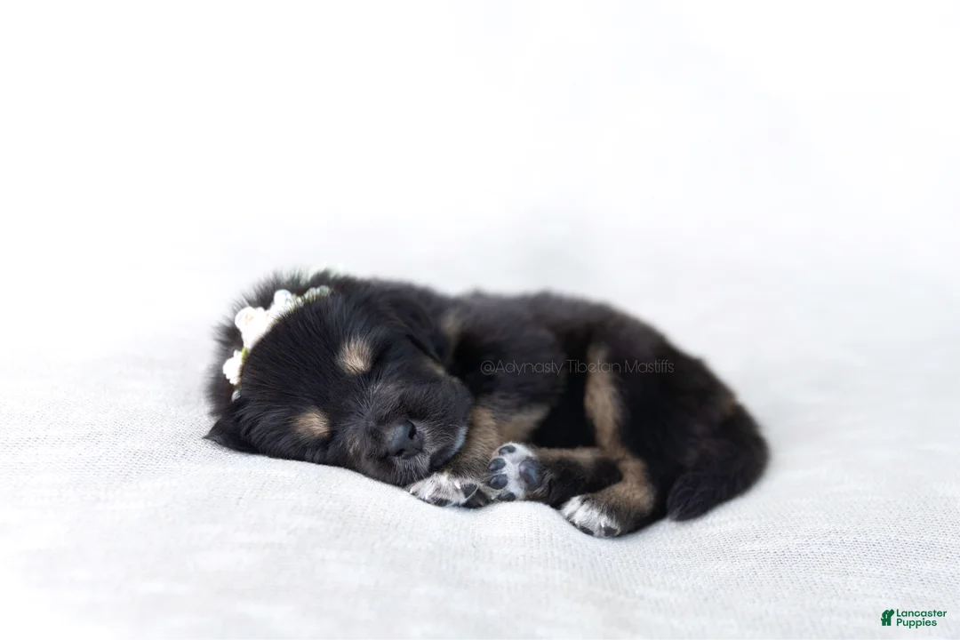 Tibetan Mastiff dogs for sale: Tibetan Mastiff Puppy | Yellow Girl - Ad 4