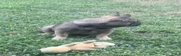 French Bulldog dogs for sale: French Bulldog 1 - Ad 8