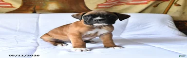 Bailey