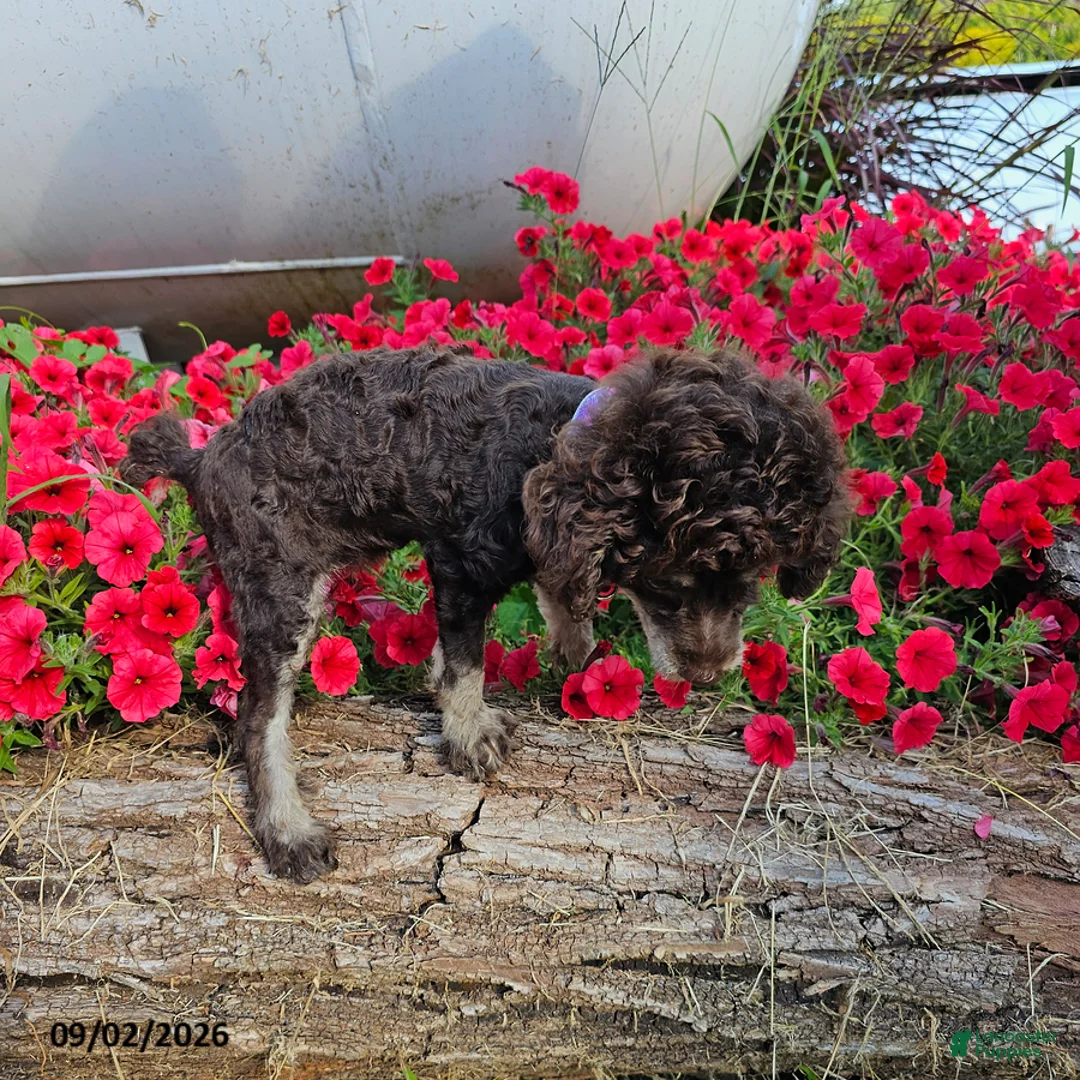 Toy Poodle dogs for sale: Ellie - Ad 4