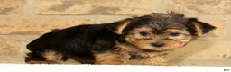 Yorkshire Terrier dogs for sale: Charlie - Ad 4