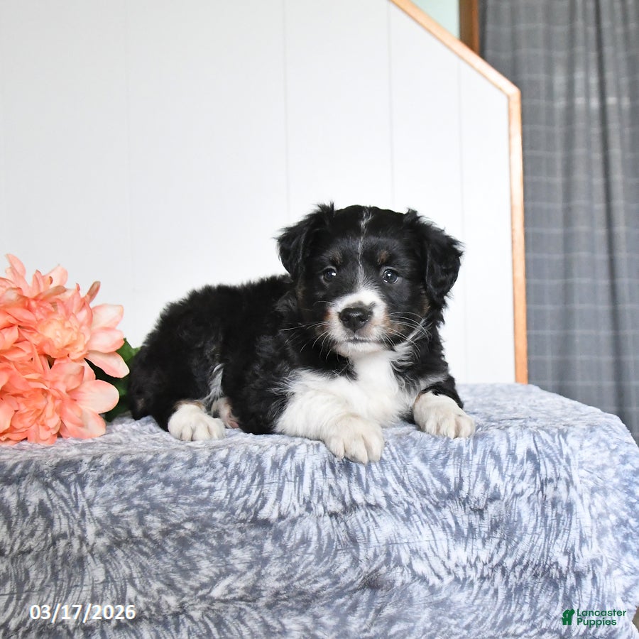 Miniature Australian Shepherd dogs Eden - Ad 1
