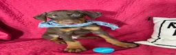 Doberman Pinscher dogs for sale: Diesel - Ad 3