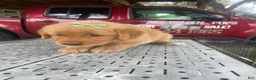 Golden Retriever dogs for sale: Golden Retriever 3 - Ad 3