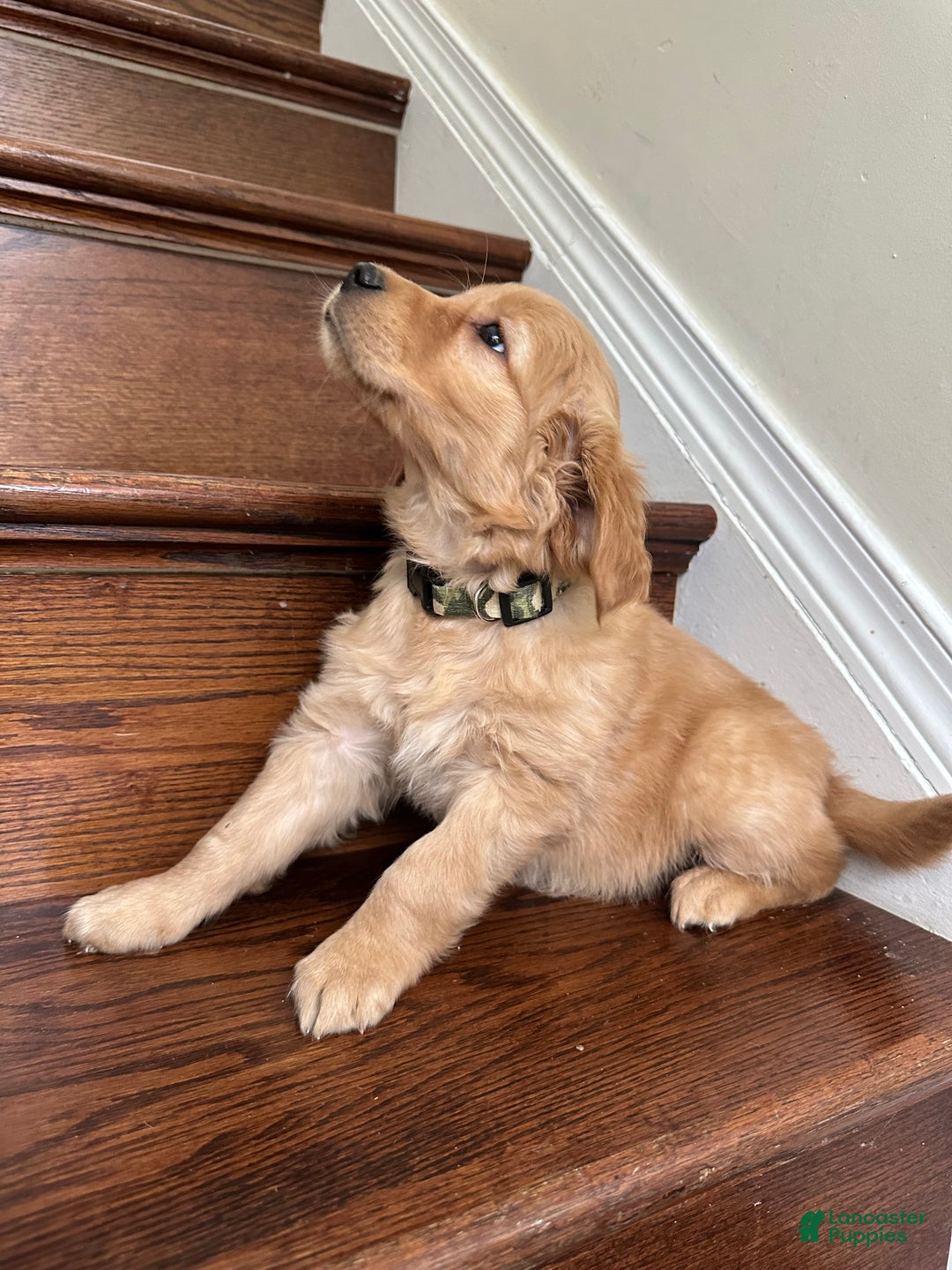 Golden Retriever dogs for sale: Opal - Ad 4