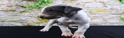 Great Dane dogs for sale: Cujo - Ad 23