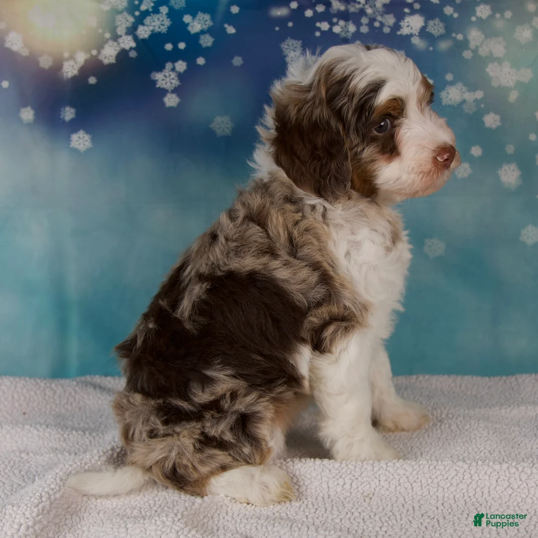 Mini Bernedoodle dogs for sale: Carolyn - Ad 4