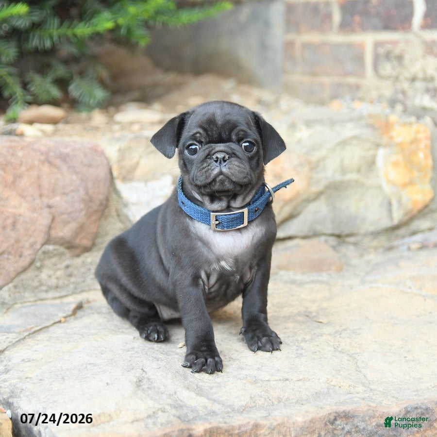 Pug dogs Peppermint - Ad 1
