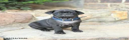 Pug dogs for sale: Peppermint - Ad 1