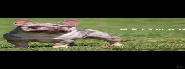Heisman