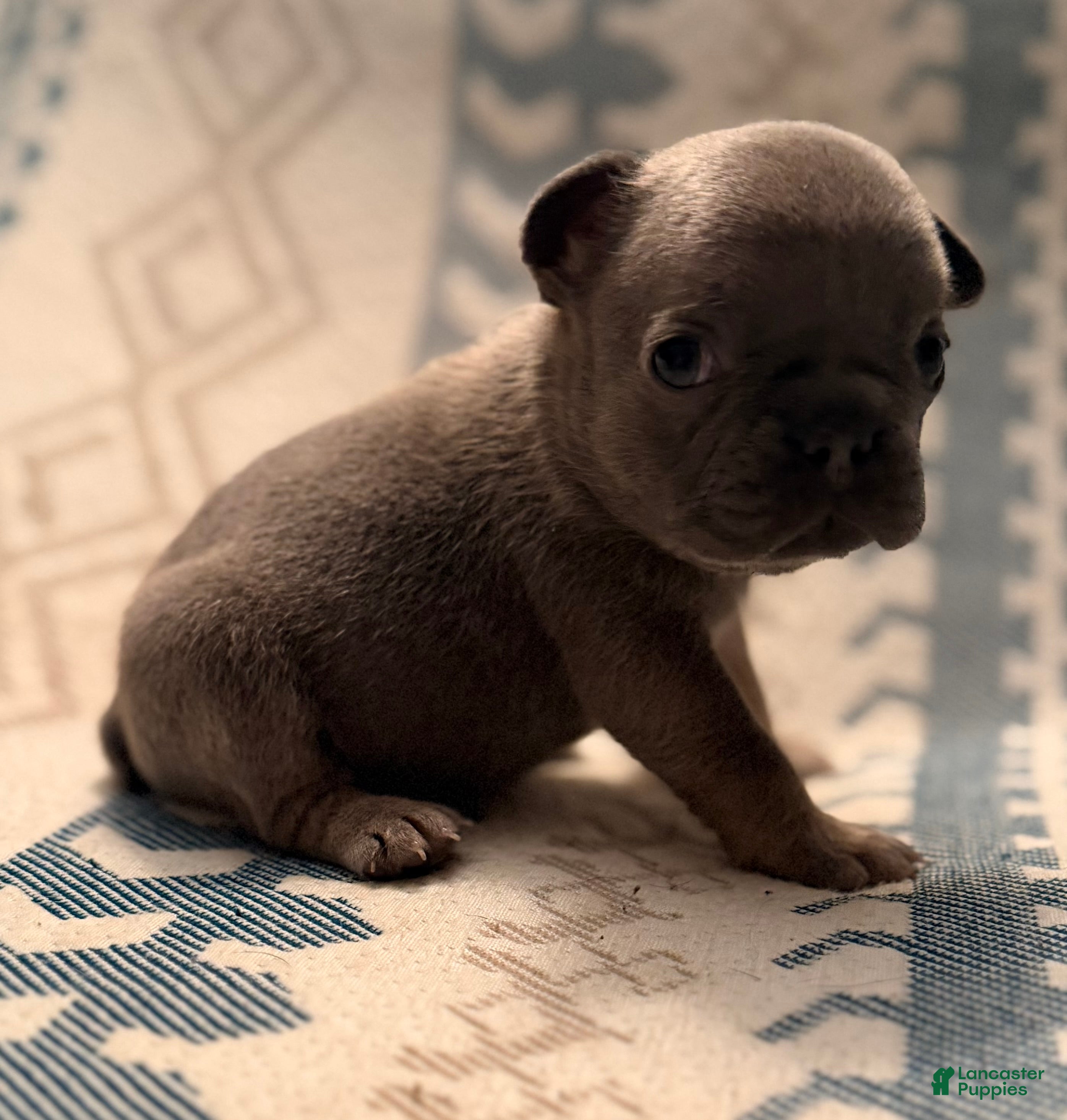 Steph (French Bulldog, Female) in Sabillasville, MD