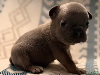 French Bulldog dogs Steph - Ad 37