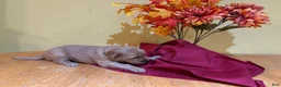 Golden Retriever dogs for sale: Miss Light Blue - Ad 4