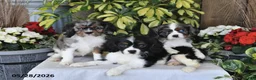 Cavalier King Charles Spaniel dogs for sale: Rover - Ad 3