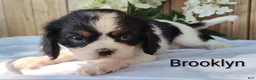 Cavalier King Charles Spaniel dogs for sale: Brooklyn  - Ad 3
