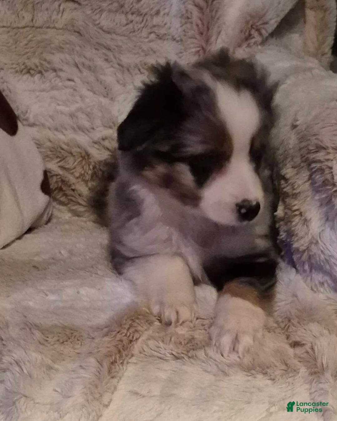 Toy Australian Shepherd dogs for sale: Toy Australian Shepherd Puppy 2 - Ad 4