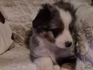 Toy Australian Shepherd dogs Toy Australian Shepherd Puppy 2 - Ad 5