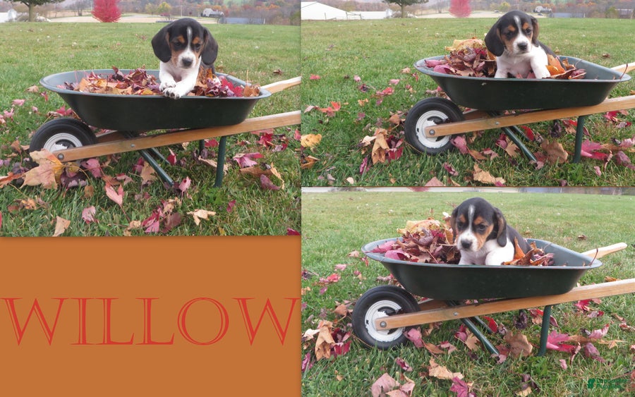 Beagle dogs for sale: Willow - Ad 1