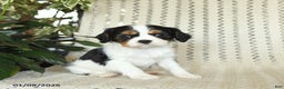 Cavalier King Charles Spaniel dogs for sale: Cleo - Ad 2