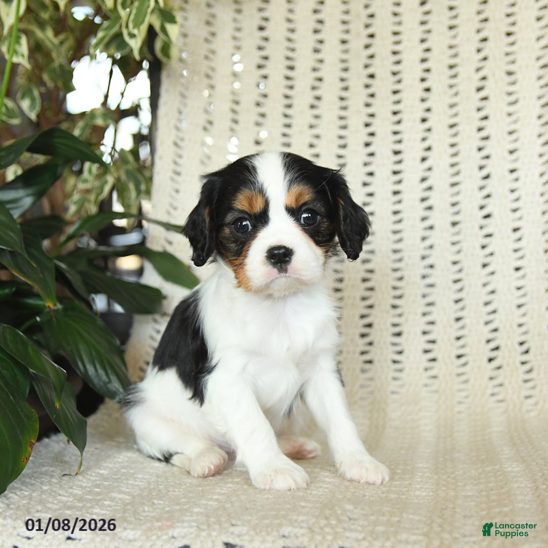 Cavalier King Charles Spaniel dogs for sale: Cleo - Ad 2
